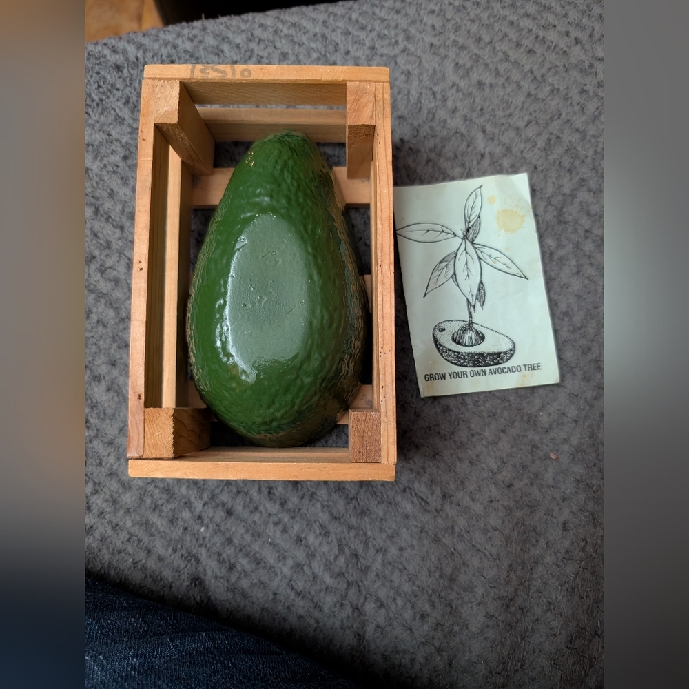 Grow Your Own Avocado 🥑 Tree